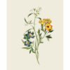 OLIVE ARTPRINT