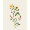 OLIVE ARTPRINT
